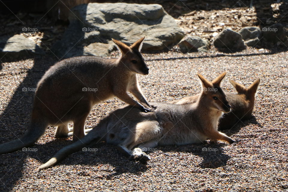 Beautiful kangaroos found in Australia our loving animals on earth 
