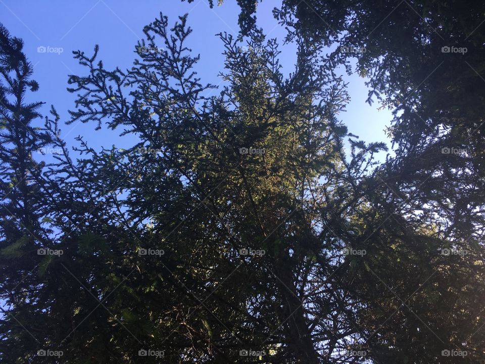Huge pine tree from below