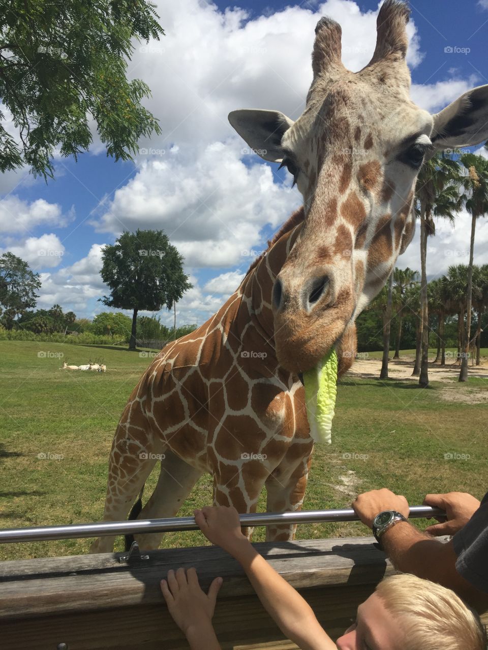 Giraffe
