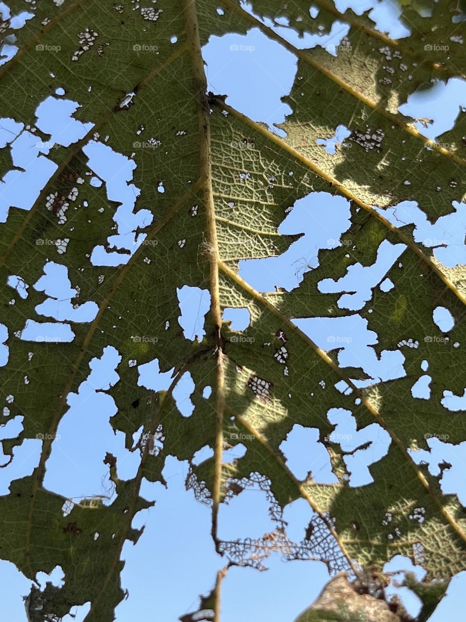 📷 Color Explosion 