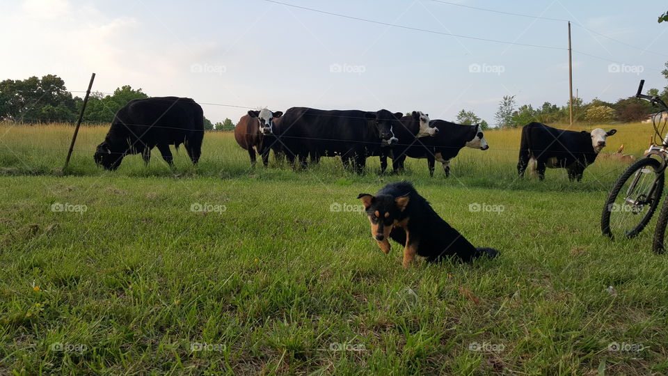 cows and dog
