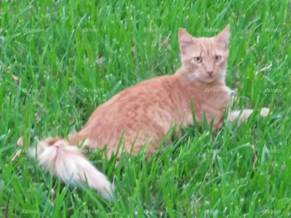 Beautiful cat looking at camera.