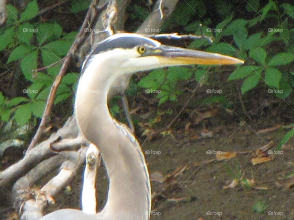Heron