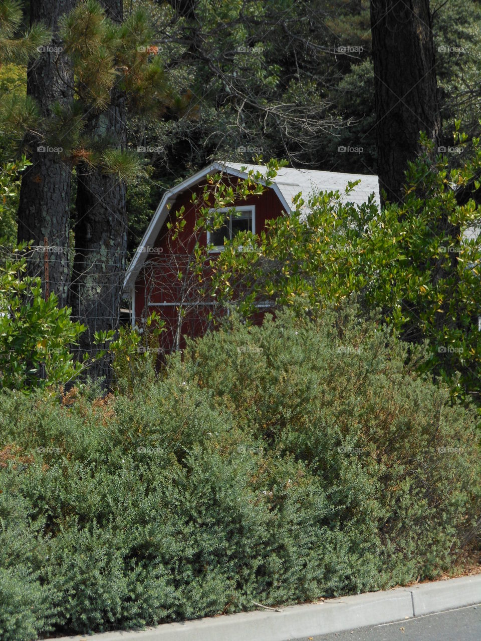 Red barn in forest 