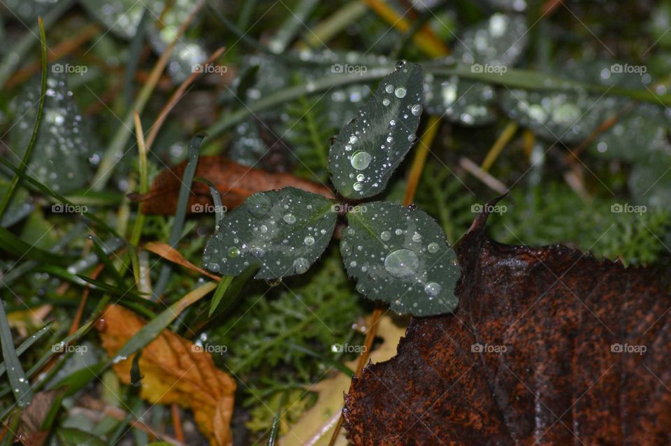 macro dew on leaf