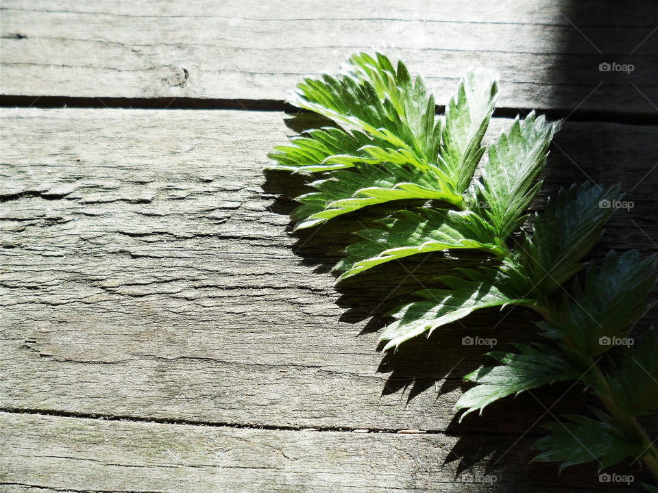 green branch on a wooden base