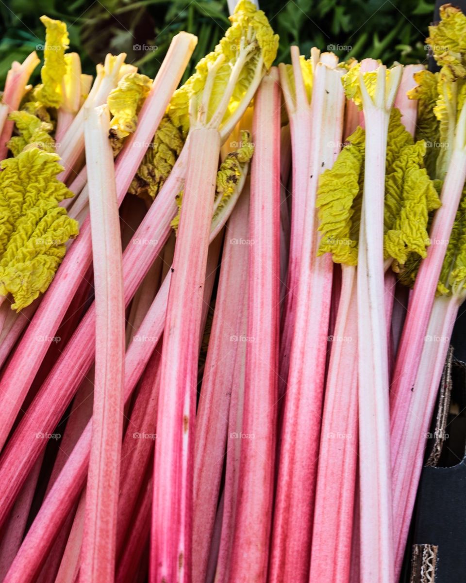 Spring in pink. Rhubarbs