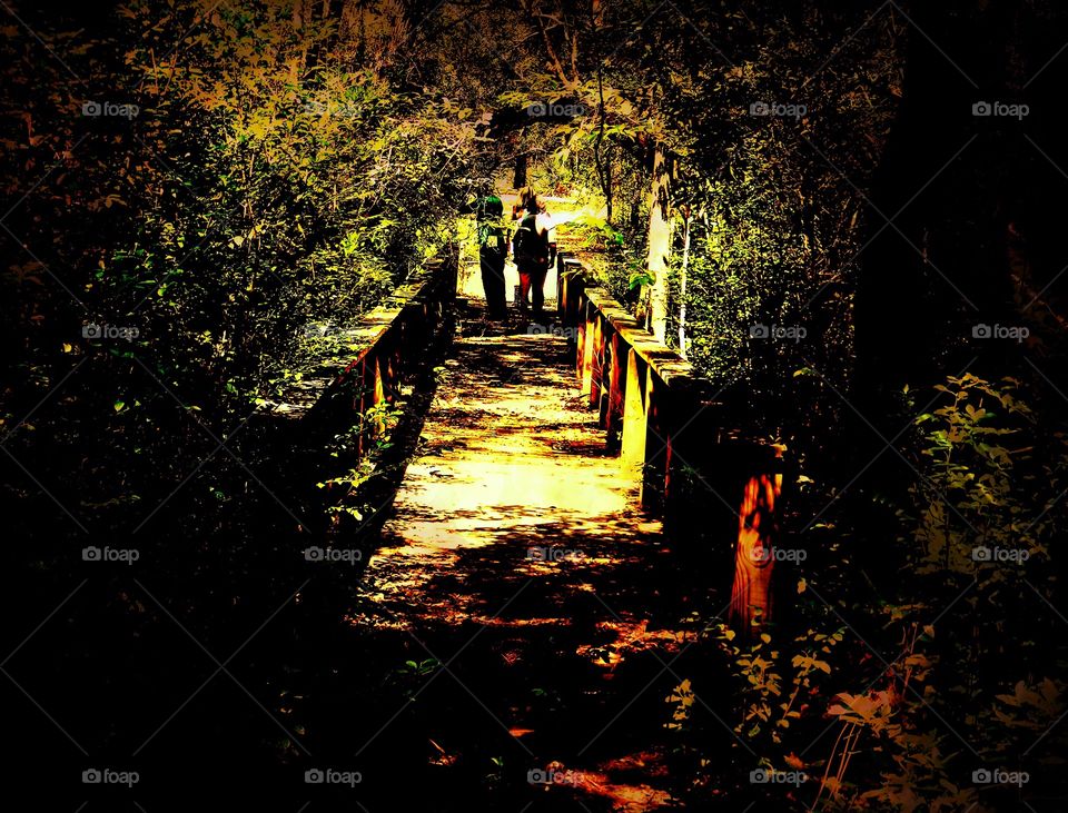 People exploring a magical forest in Florida 