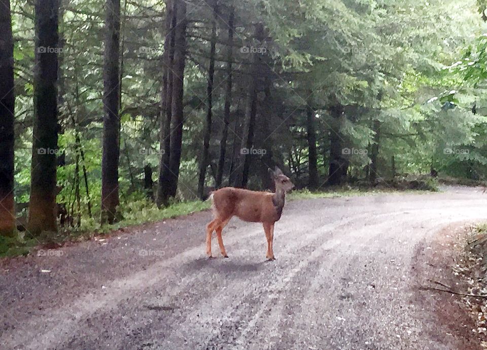 Deer in the middle of the road