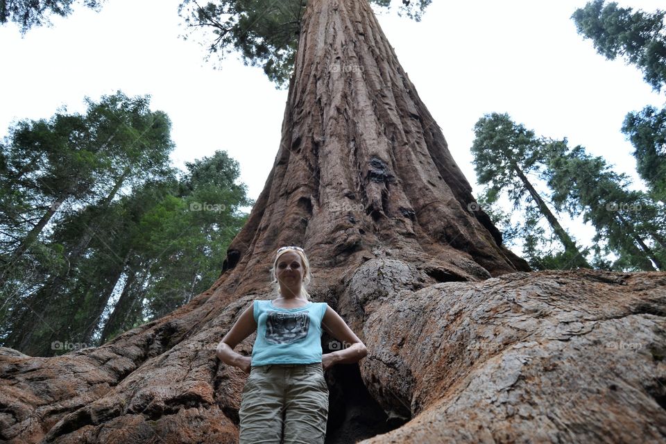 Tree, Nature, Outdoors, Travel, Wood