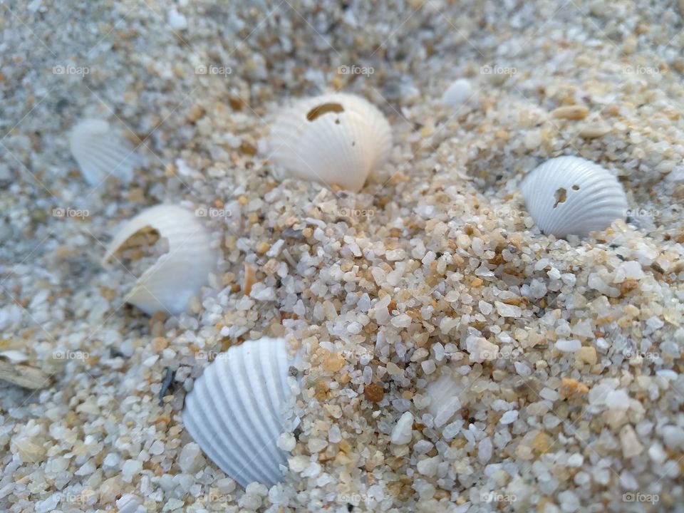 Shell in sand