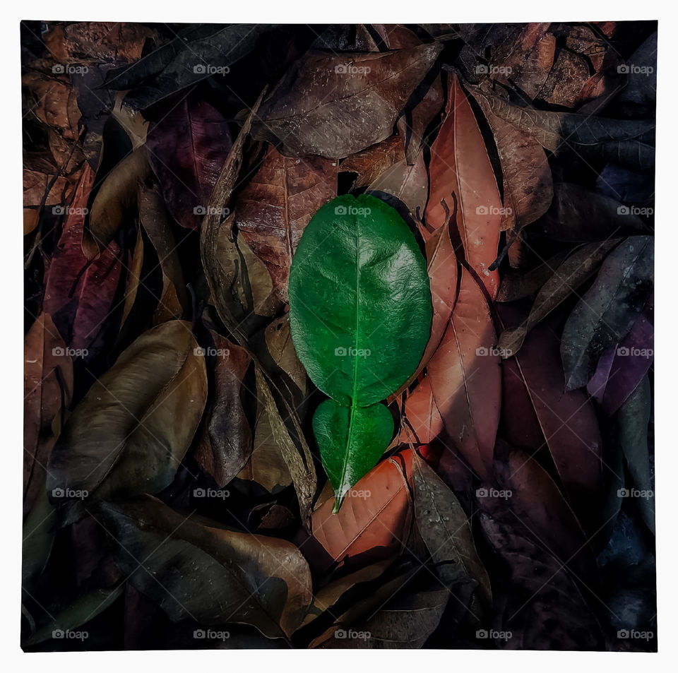 Look at the leafs.Those leafs remind me about death.This picture indicates that everyone will die.Some of us will die early and some of us will die lately.we can't hide from death.