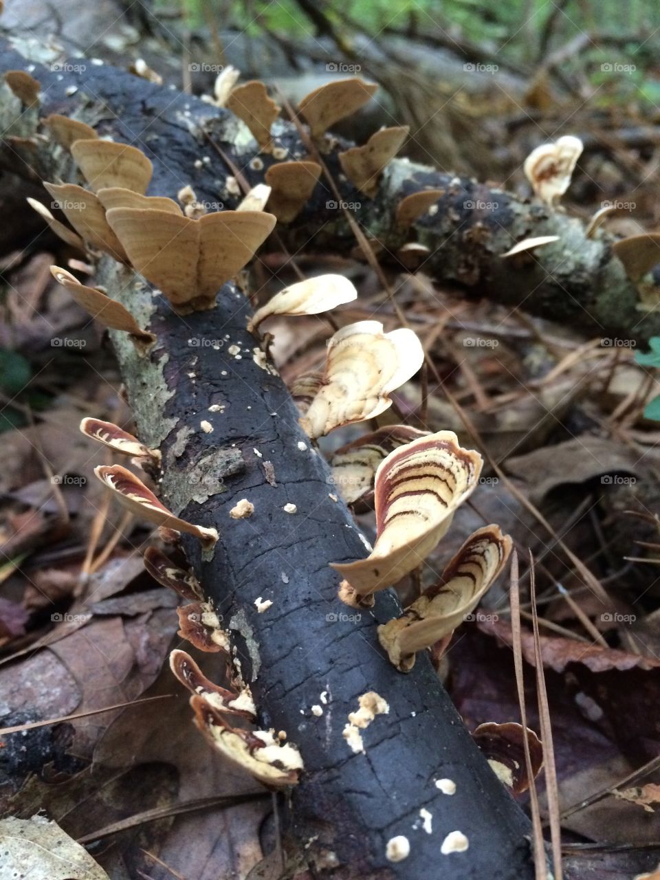 Mushrooms on a stick. 