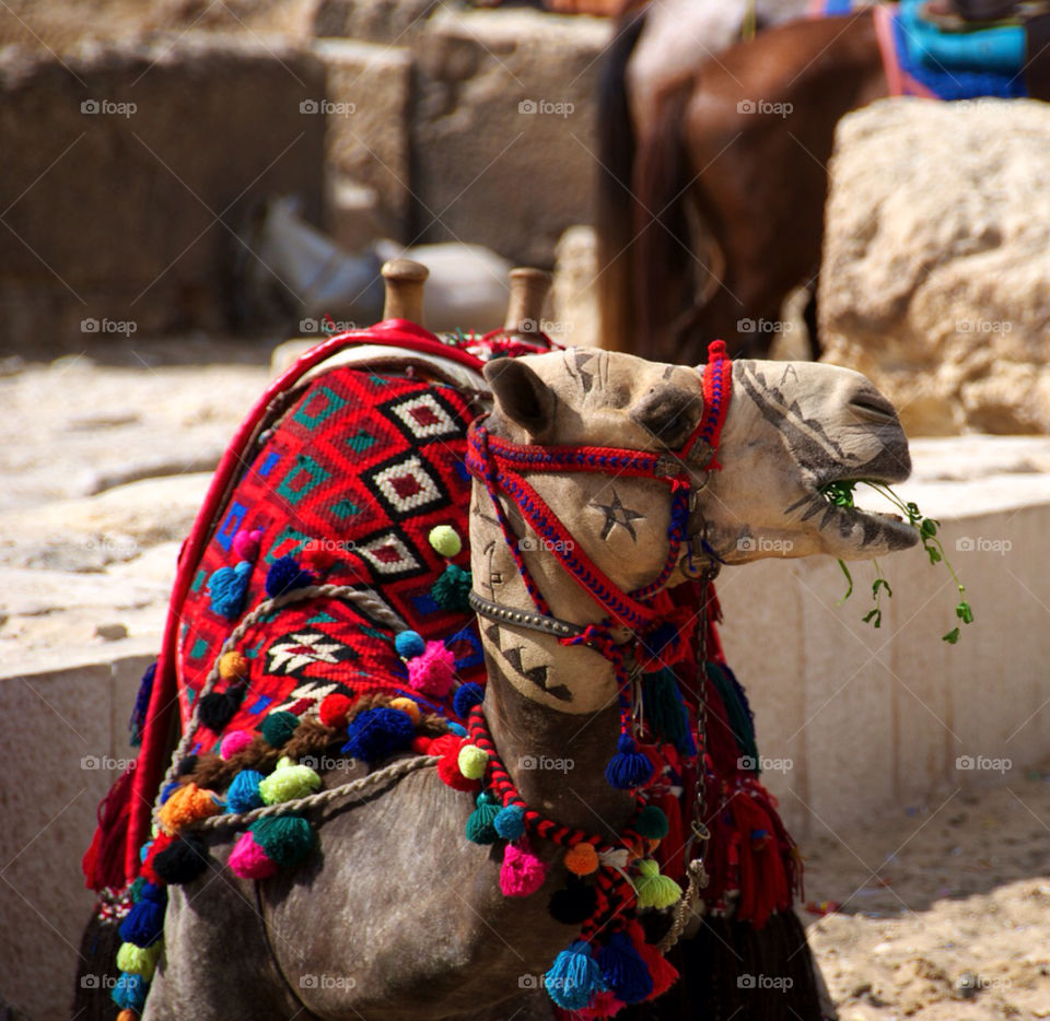 animals camel camels pyramids by meslava