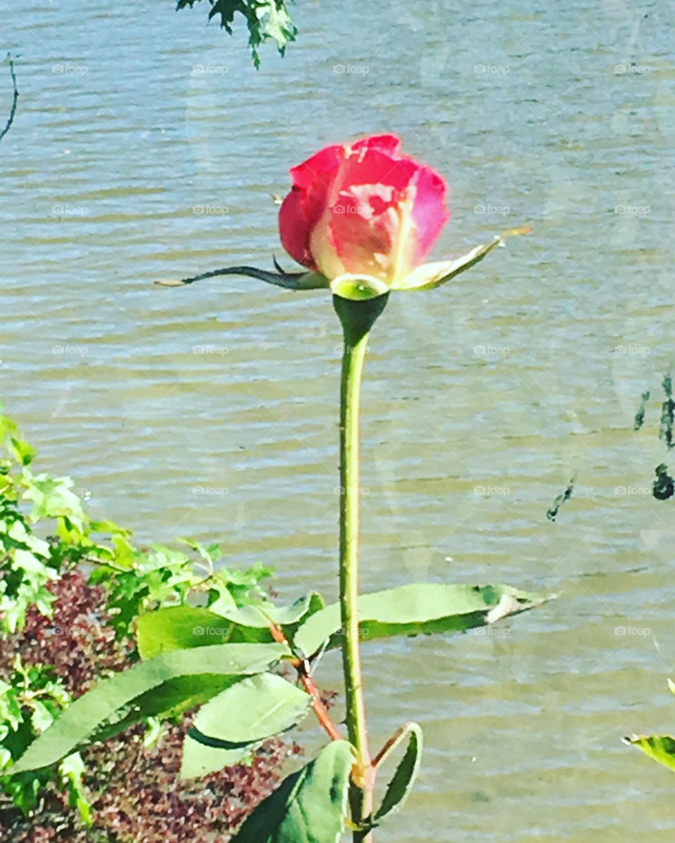 A Rose with a View! Esquimalt Harbour, Summer, 2018. Victoria, BC, Canada. 