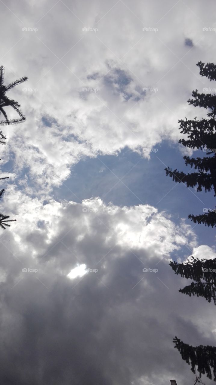 Clouds, pine tree