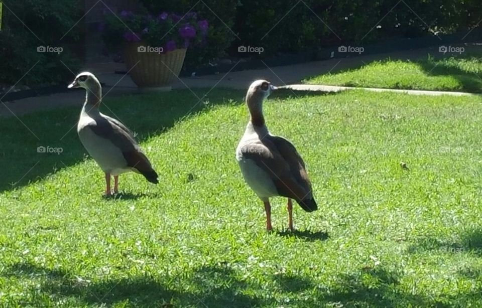 Duck, Duck ~ Geese?