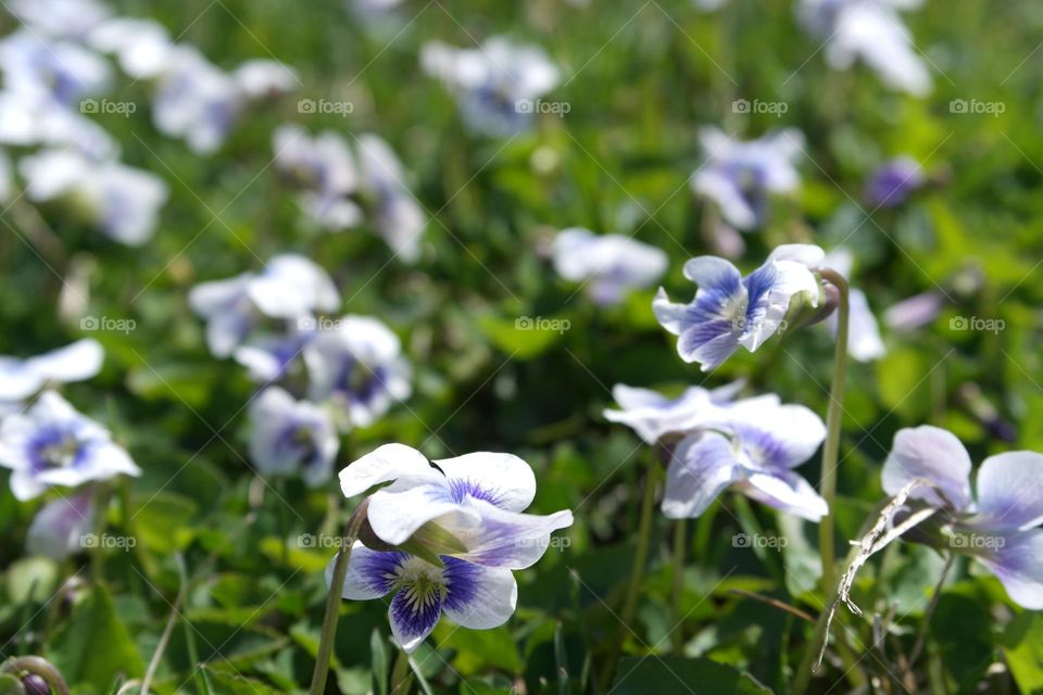 White violets 