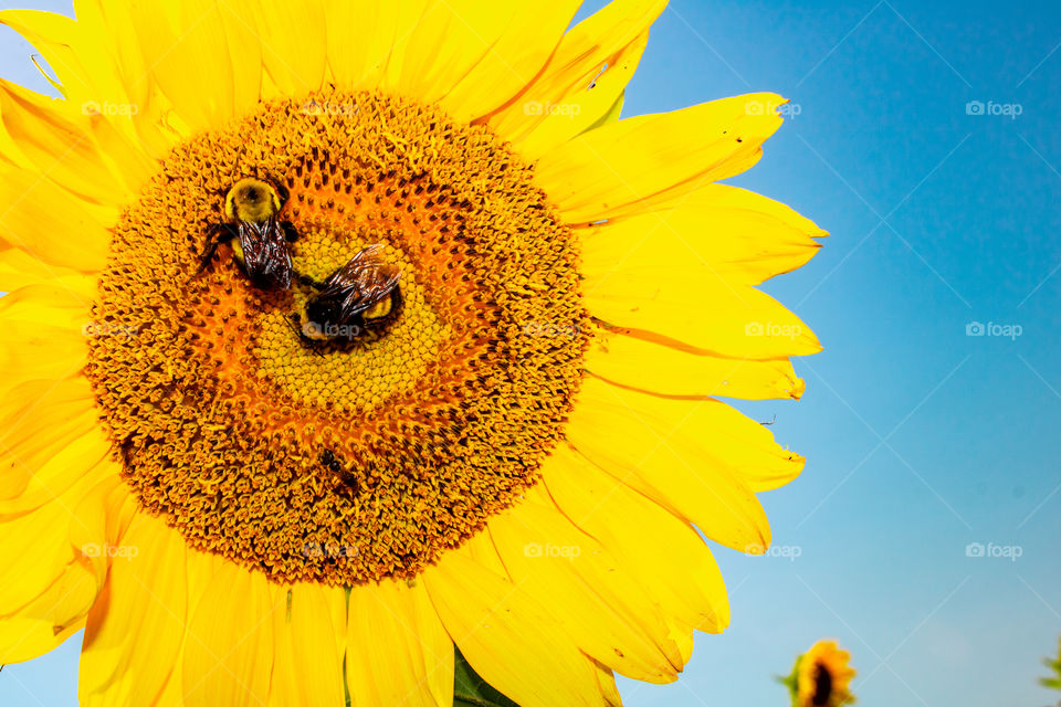 Bright yellow sunflower with bees pollinating it 