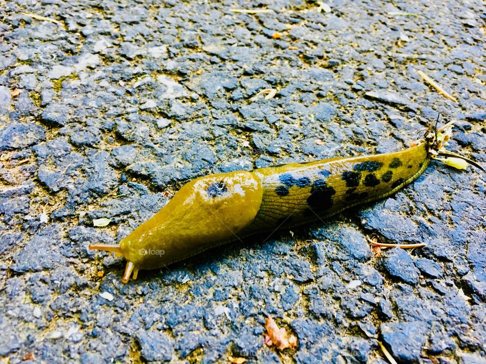 Slug on asphalt 2