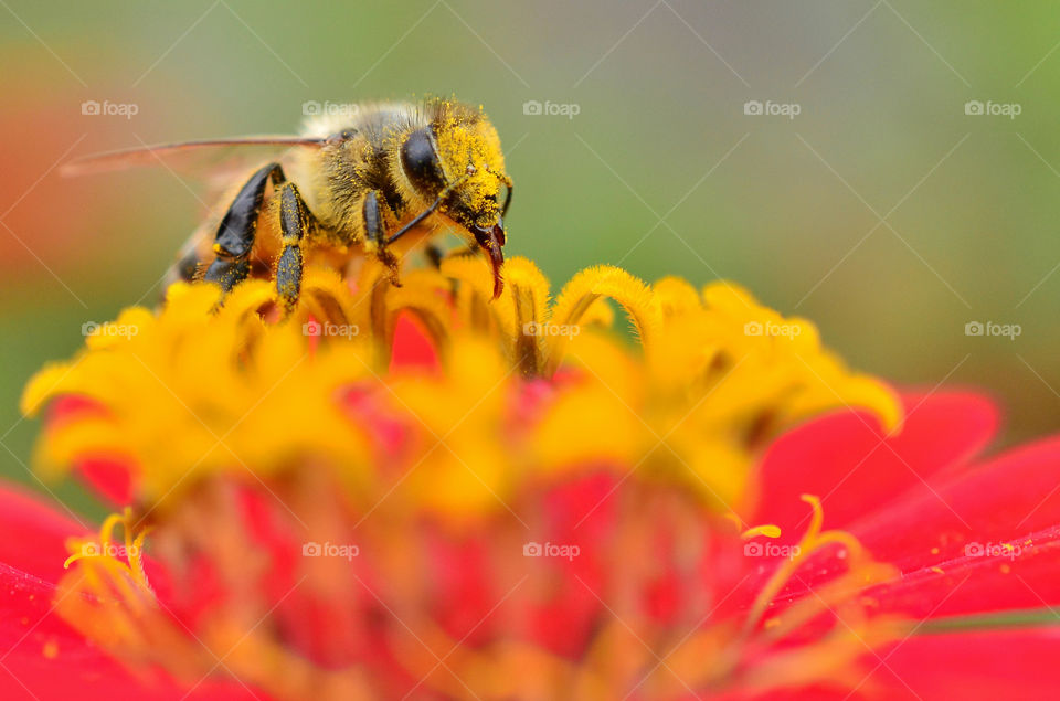 bee and flower