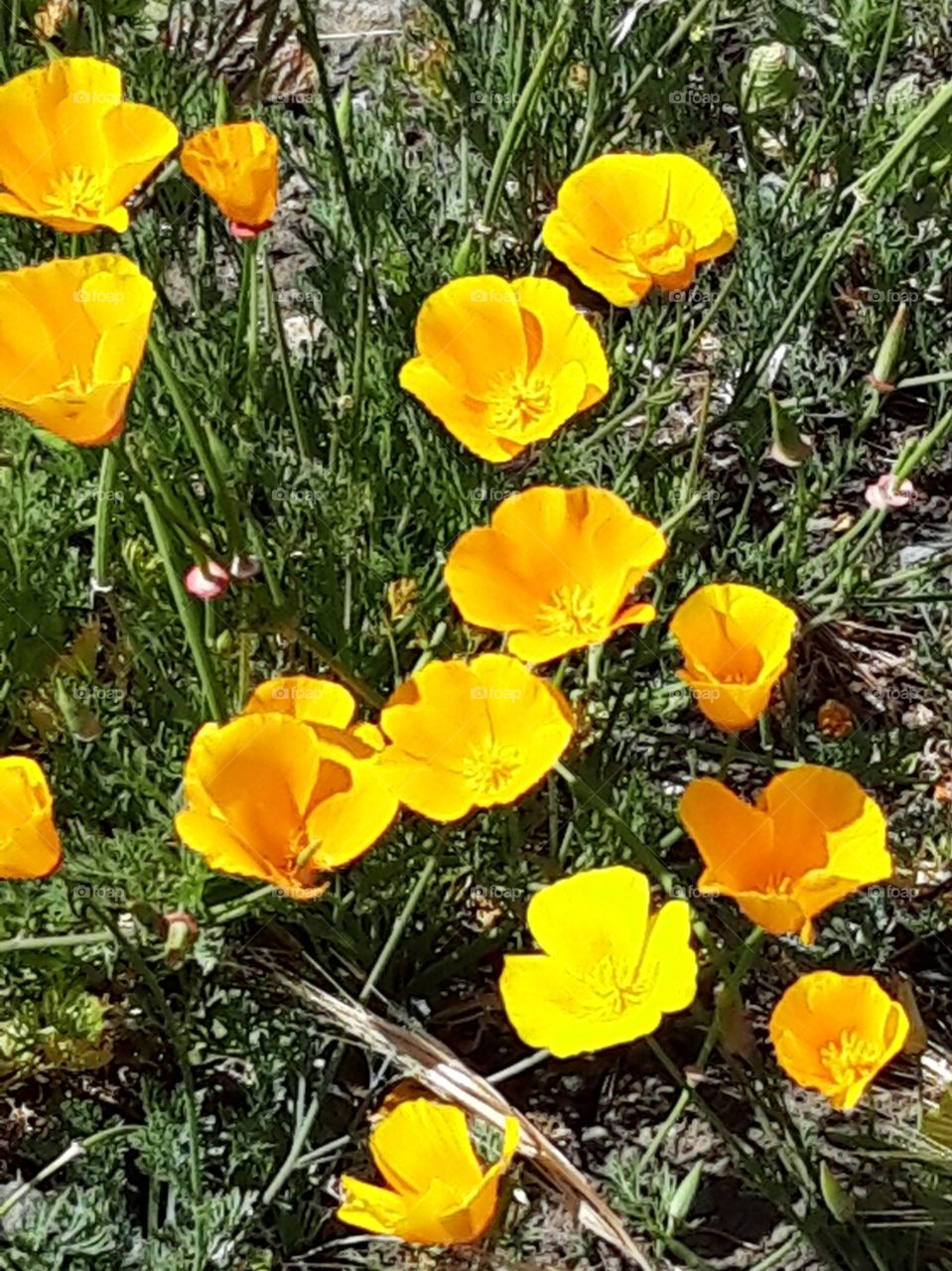 flowers in Vancouver island