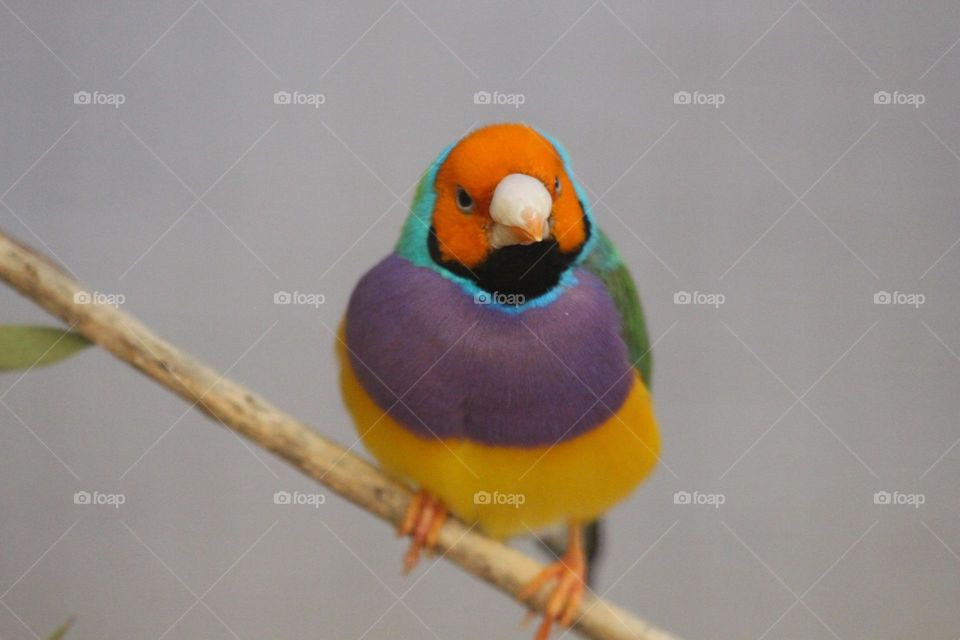 A curious, bright gouldian finch, staring with confusion and wonder at the world