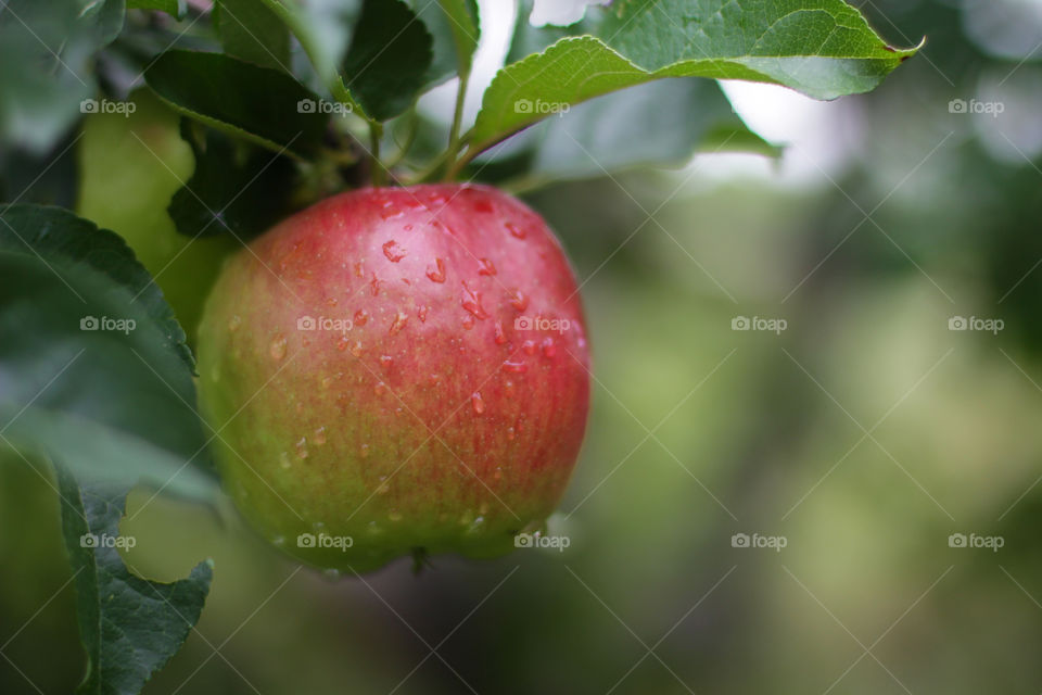 Apple after rain 