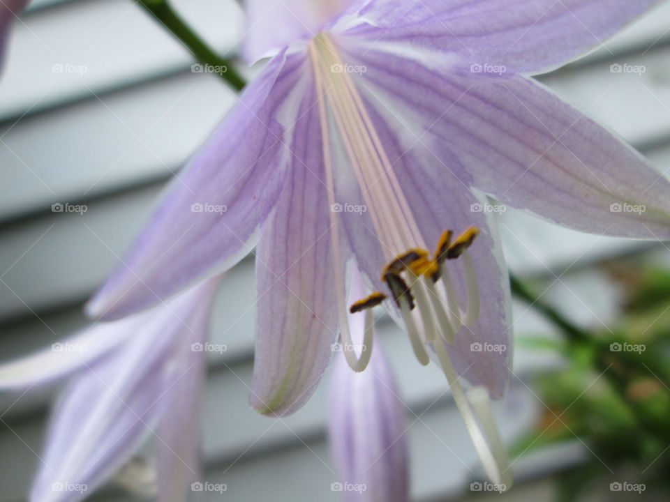 stigma nature flower macro by ashley77