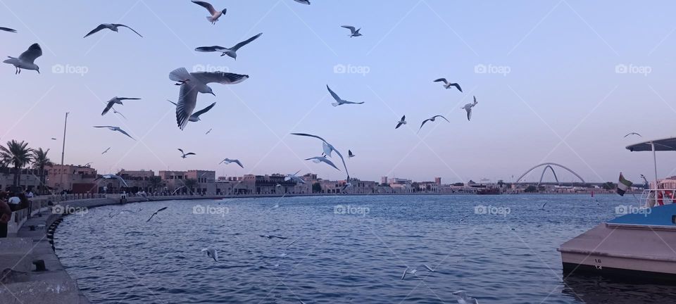 BIRDS FLYING ON WATER