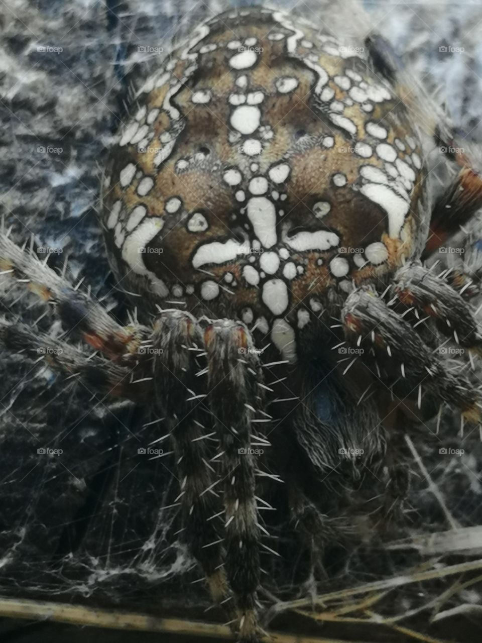 Spider