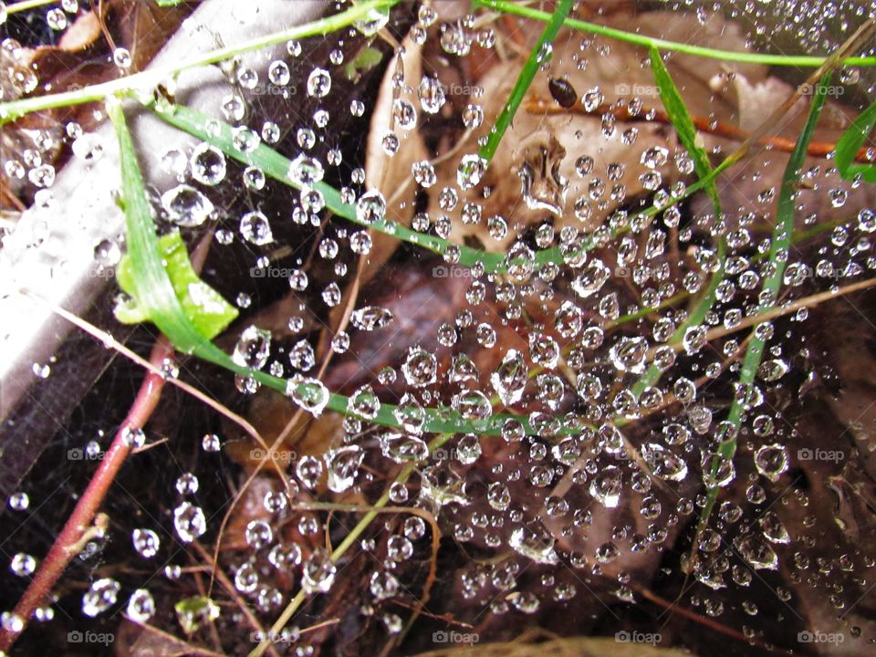 droplets on cobwebs