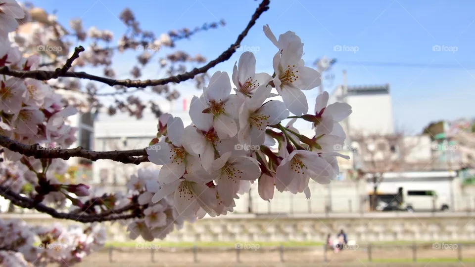 Sakura 