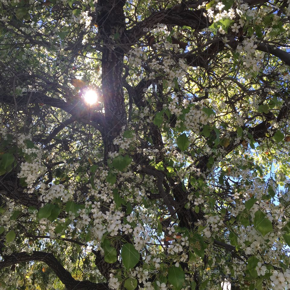 Light through a tree