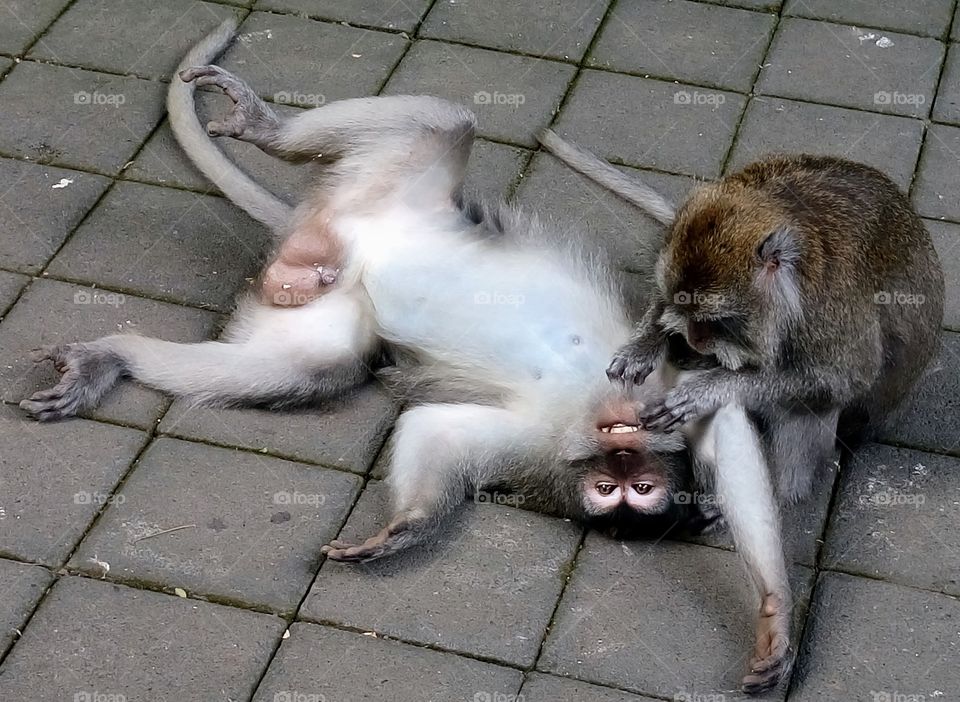 Real emotions and pleasure in Bali