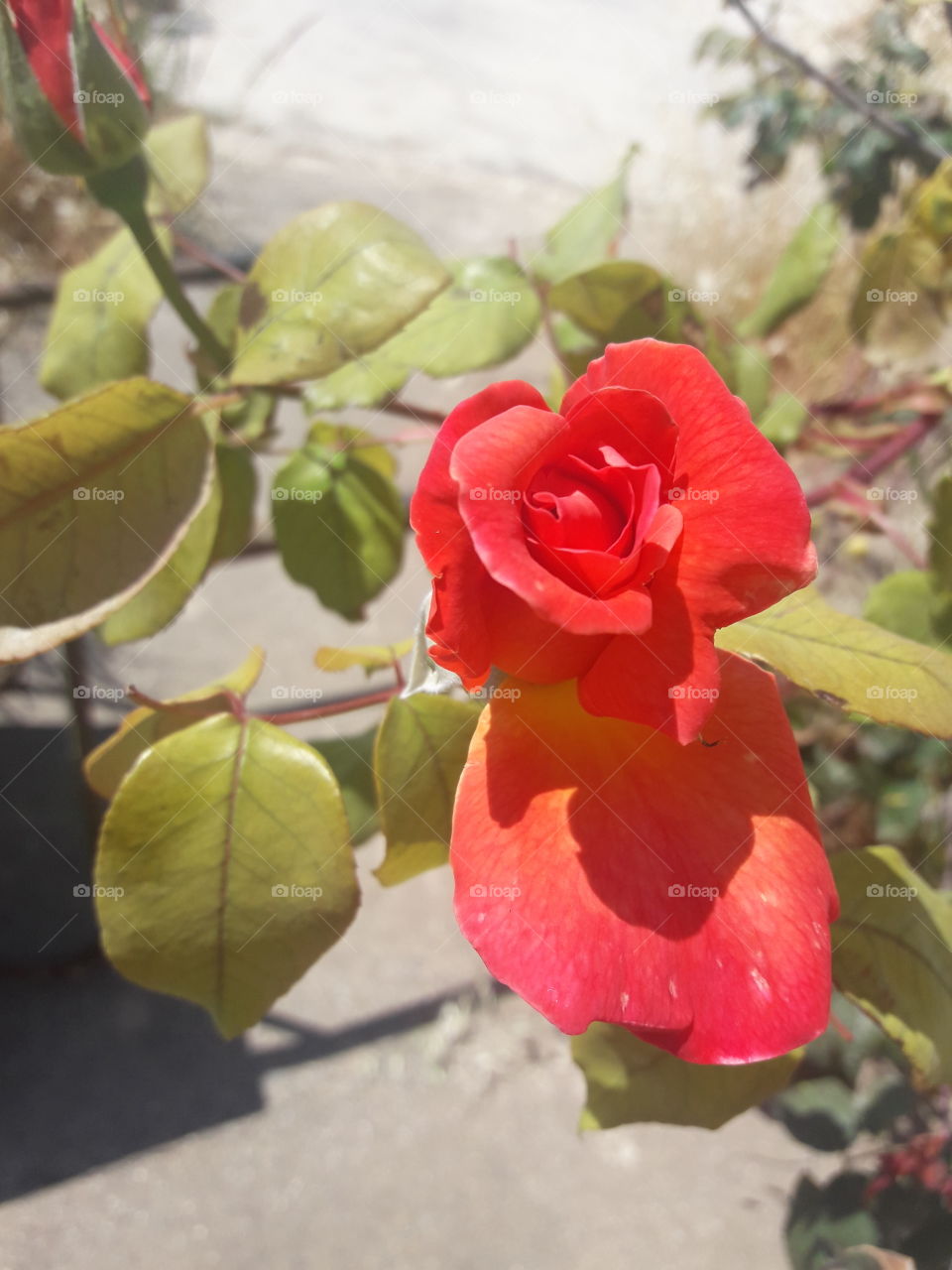 romantic red rose