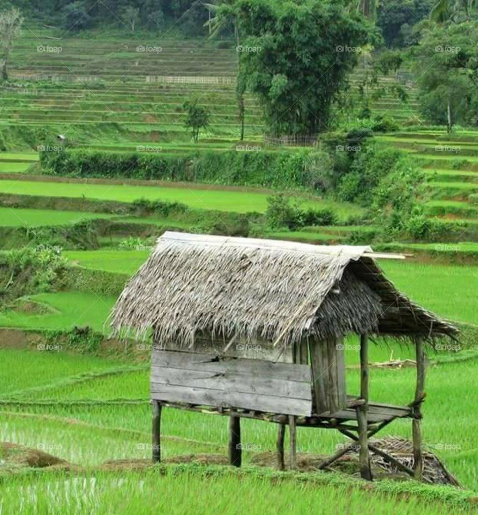 hut in the middle of rice field