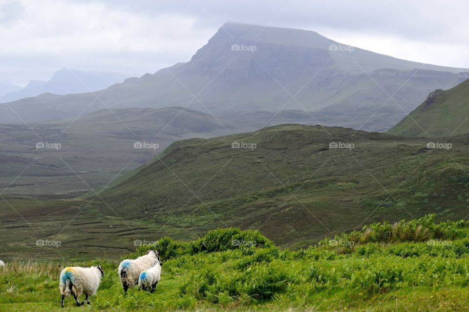 Landscape, No Person, Mountain, Travel, Sheep