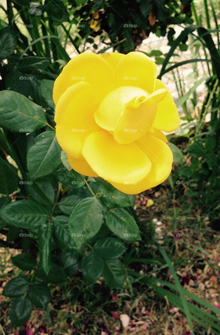 Yellow rose