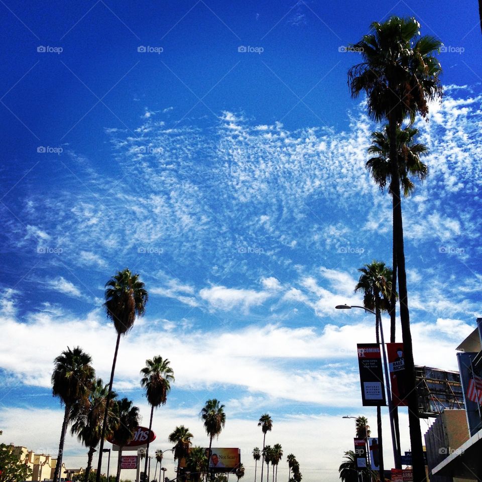 Palmtrees. Sky in Los Angeles
