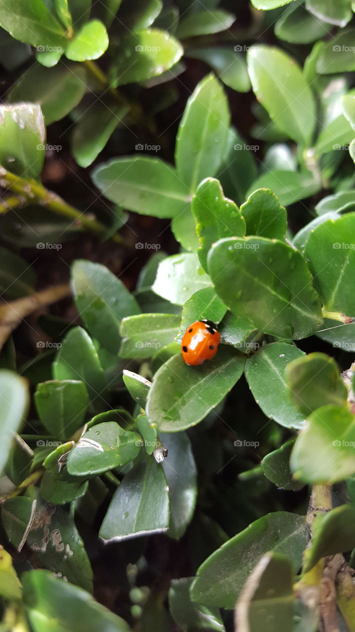 ladybug