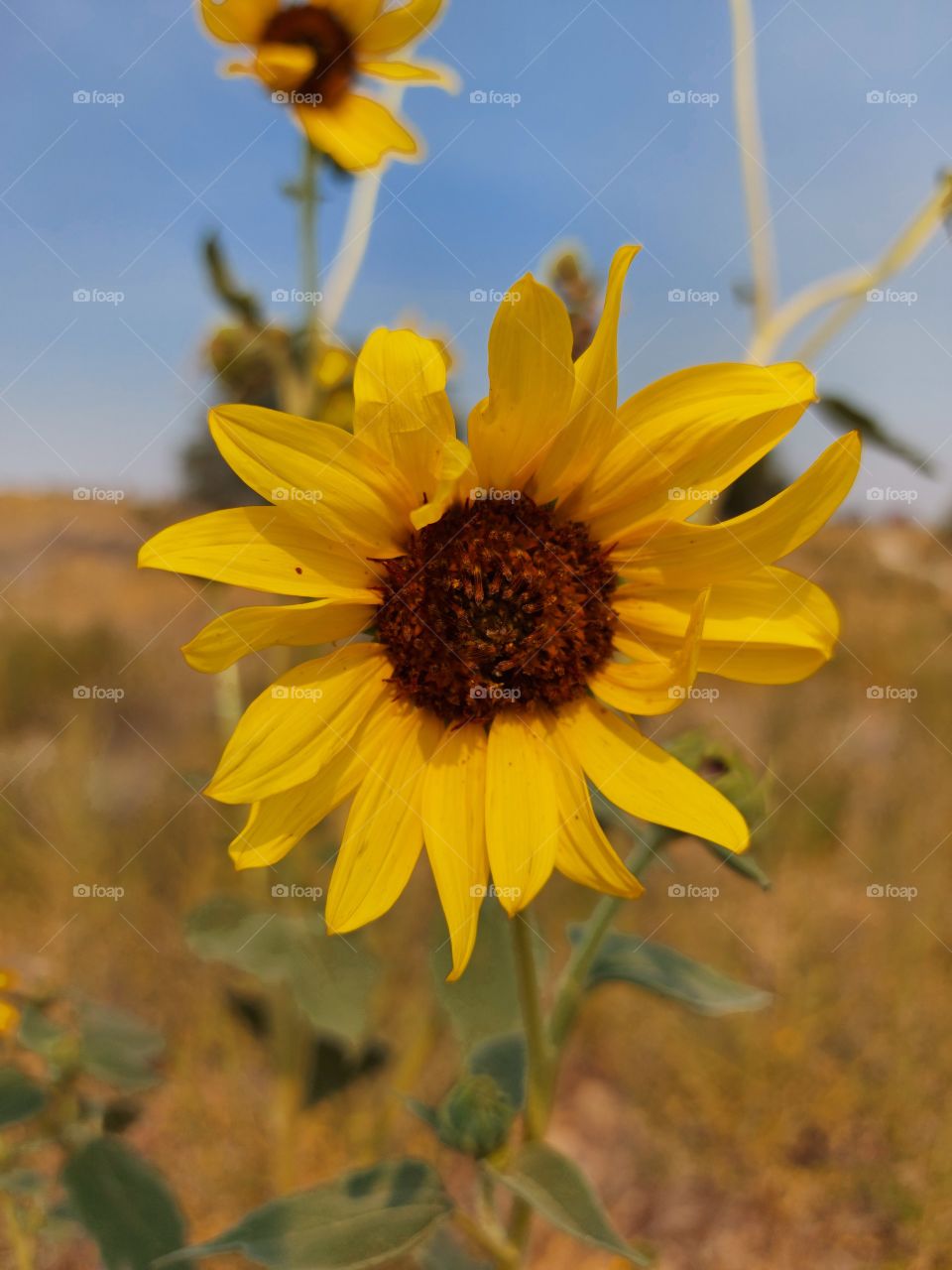sunflower