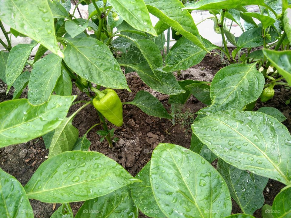 green peppers growing in the garden summer time