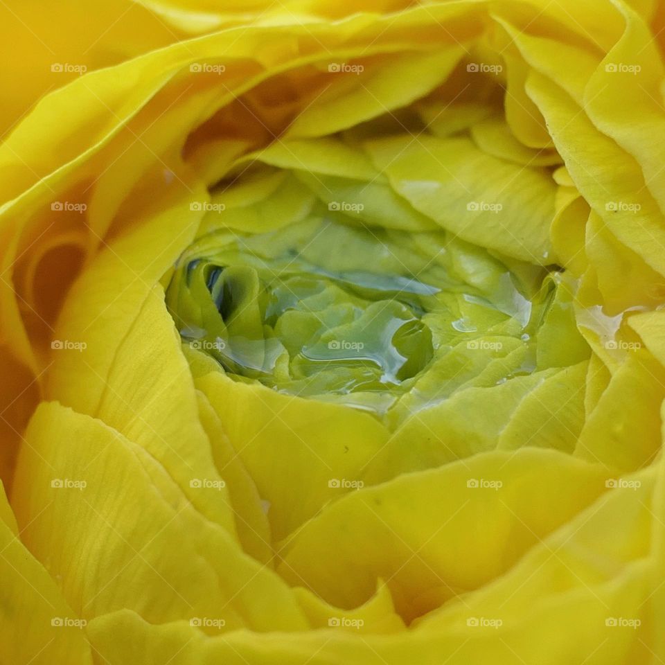 Close-up of a yellow flower