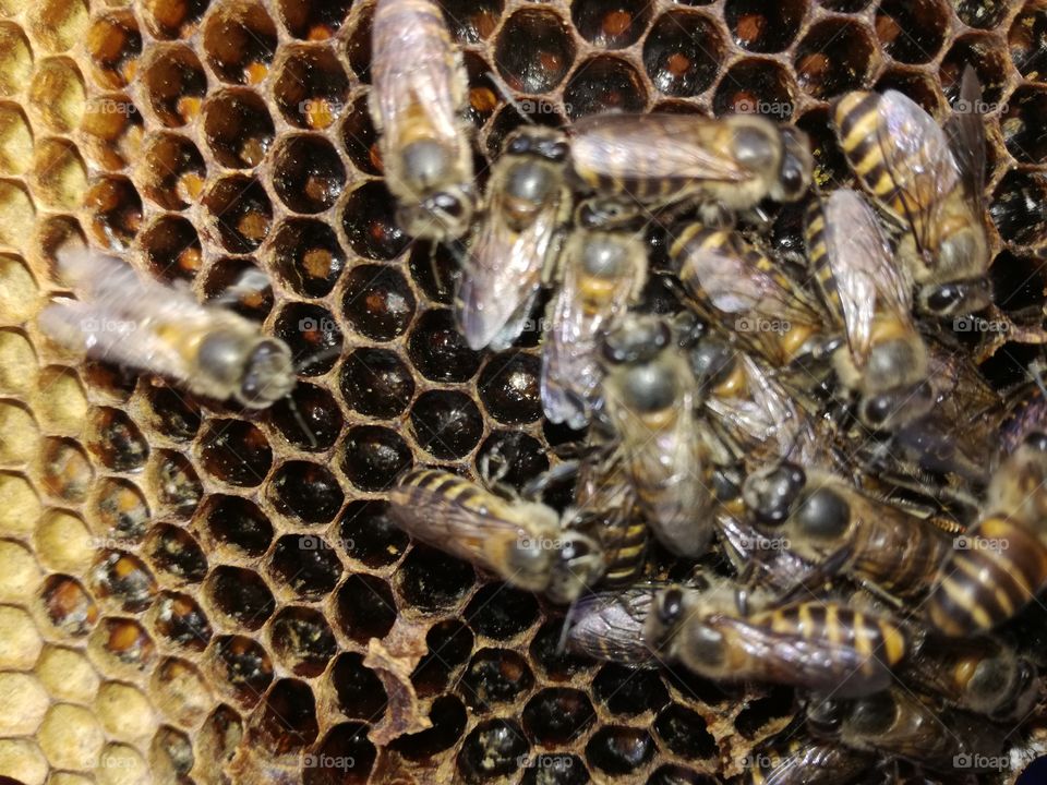 Bee & Beekeeping