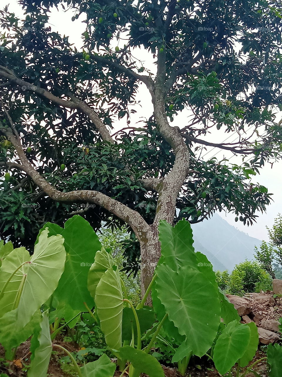 Two different shapes and sizes but one name- Nature