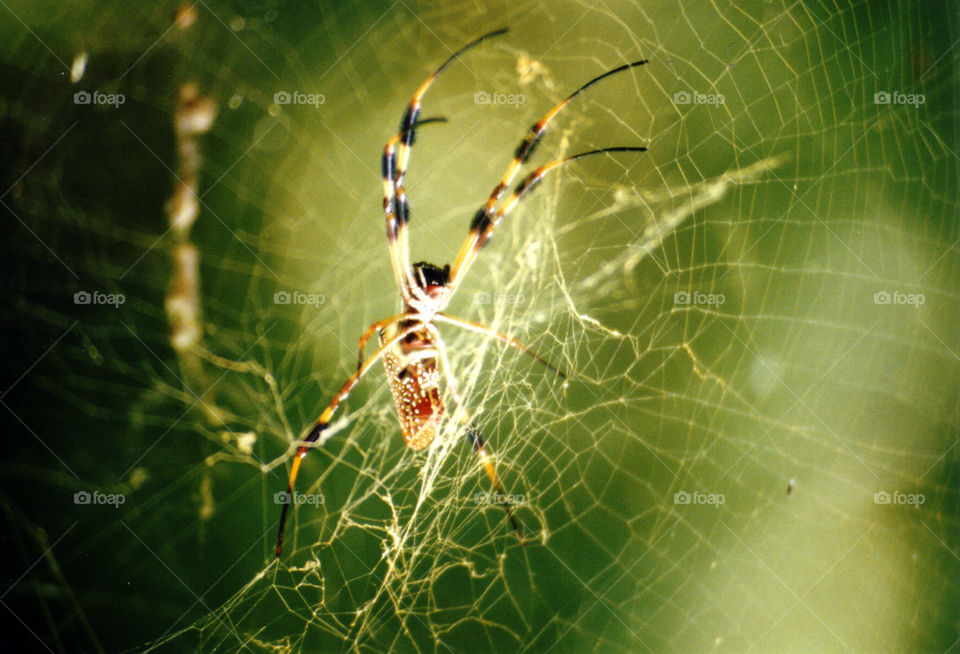 web spiderweb spider by dslmac2