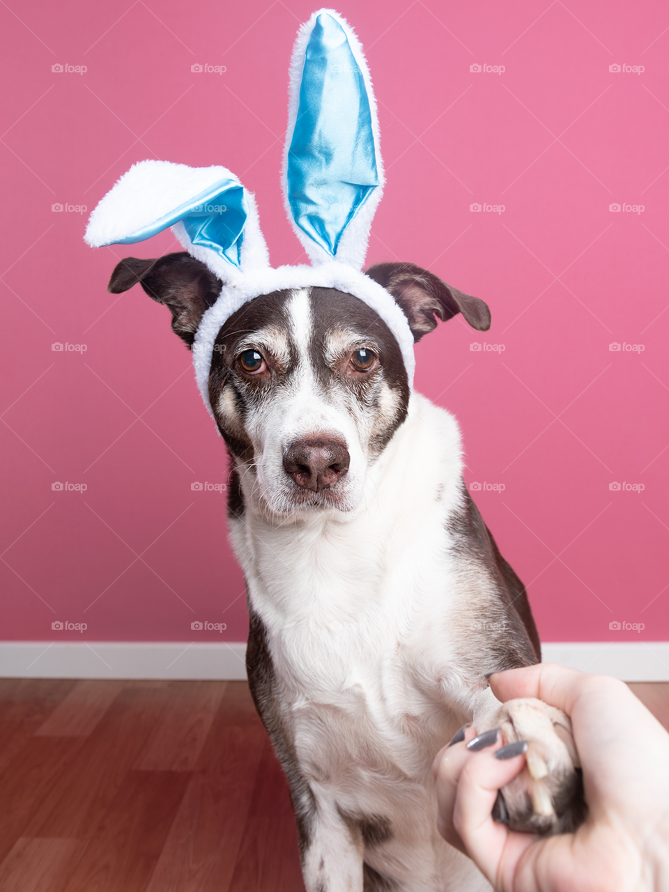 Easter dog shaking hands