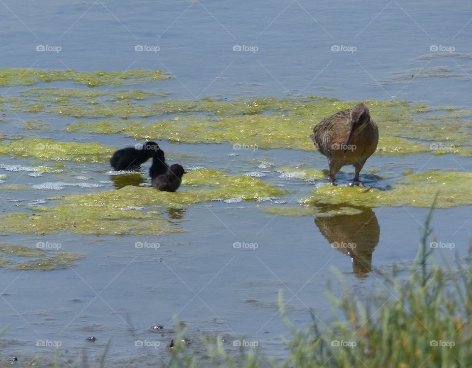 California Clapper Rail #6