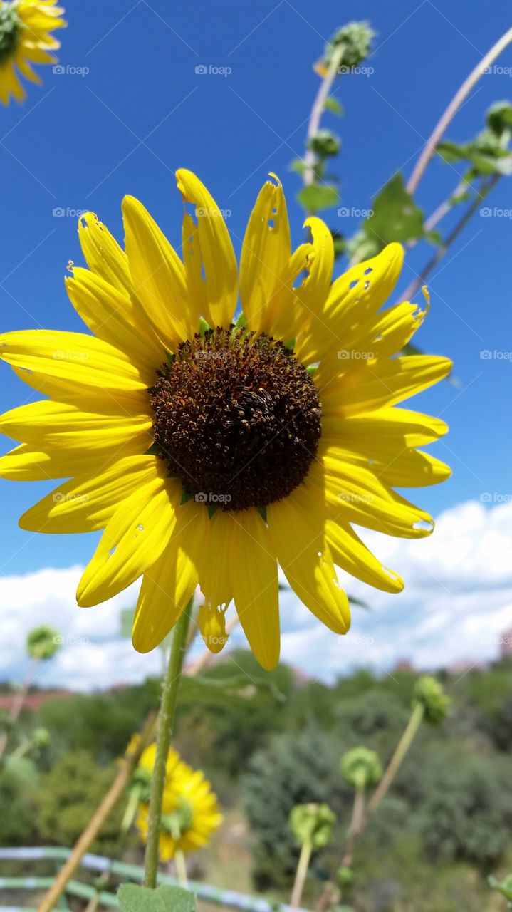 Sunflower/daisy